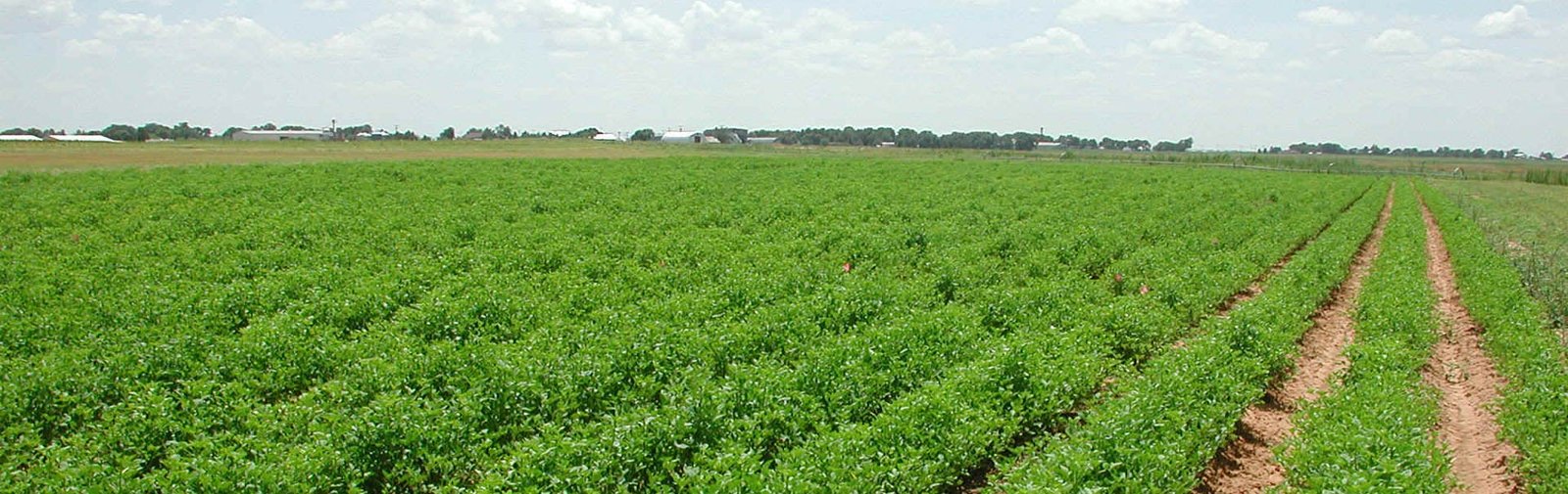 Qualicol - Mahesh Agro Food Industries Barmer India