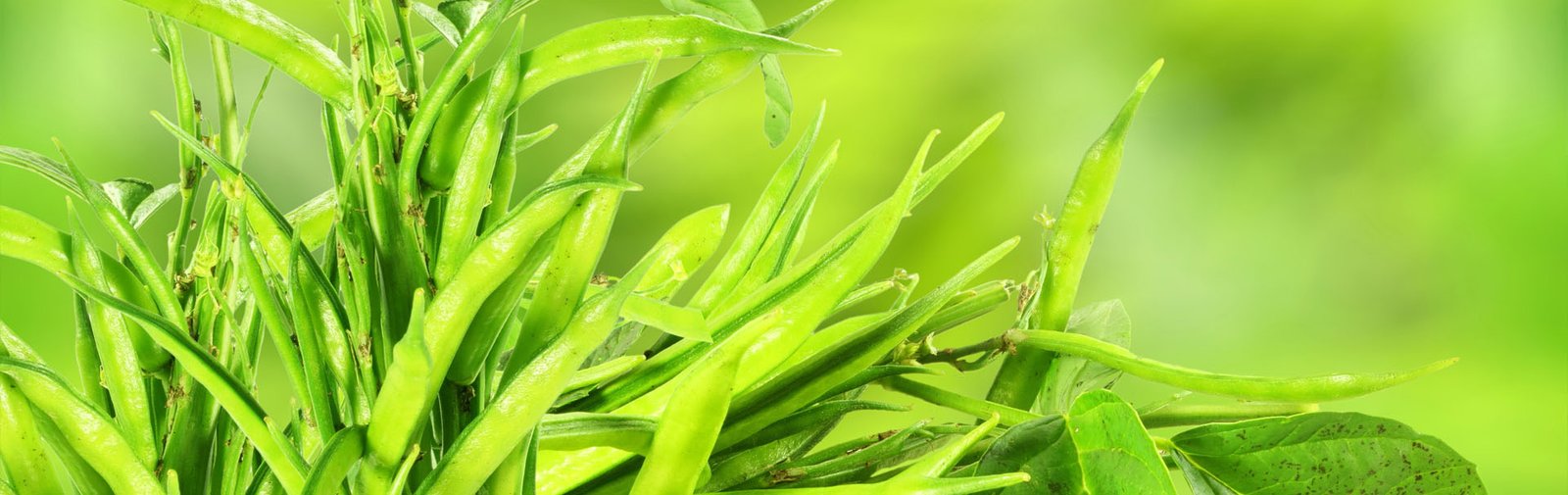 banner-top